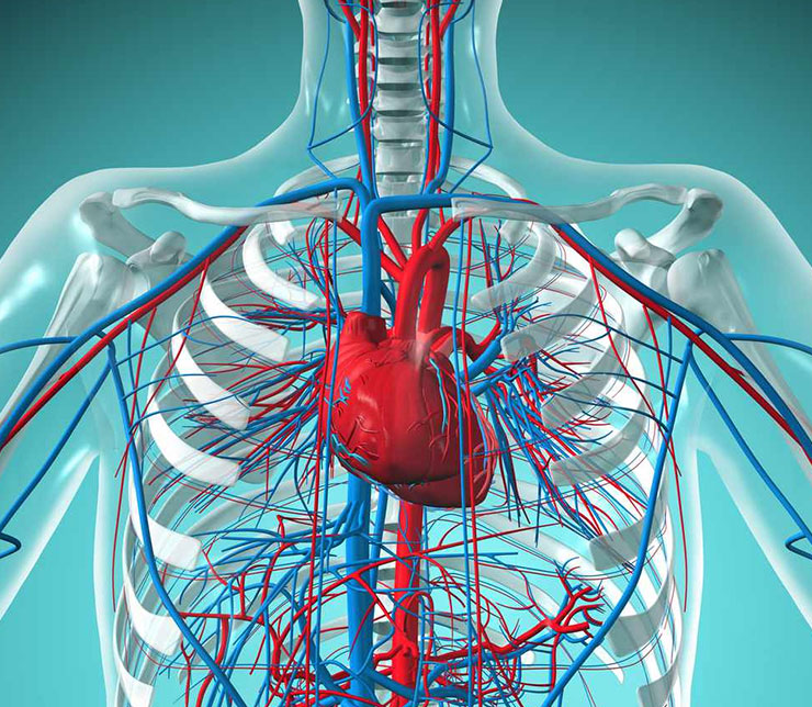 Cardiovascular Medicines